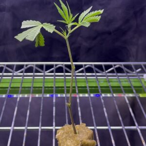 Clone cutting of Grandpa's Cookies strain