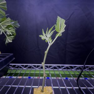 Healthy Planet of the Grapes clone cutting