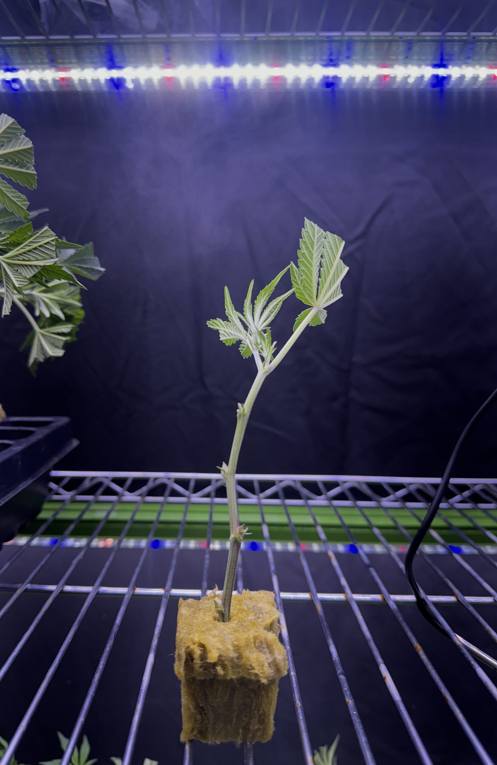 Healthy Planet of the Grapes clone cutting
